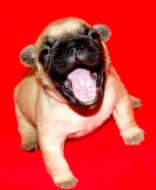 Francouzský buldoček s PP