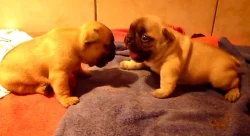 Francouzský buldoček s PP