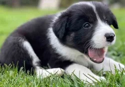 Prodám krásné roztomilé štěňátka bordel kolie