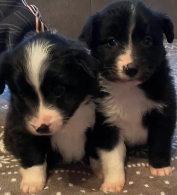 Prodám krásné roztomilé štěňátka bordel kolie