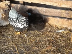 Hedvabnička slepička a wyandotka klučina