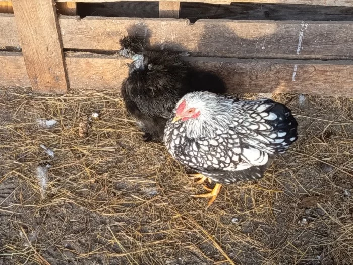 Hedvabnička slepička a wyandotka klučina