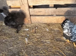 Hedvabnička slepička a wyandotka klučina