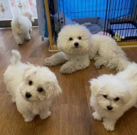 Prodám štěňata bišonka.