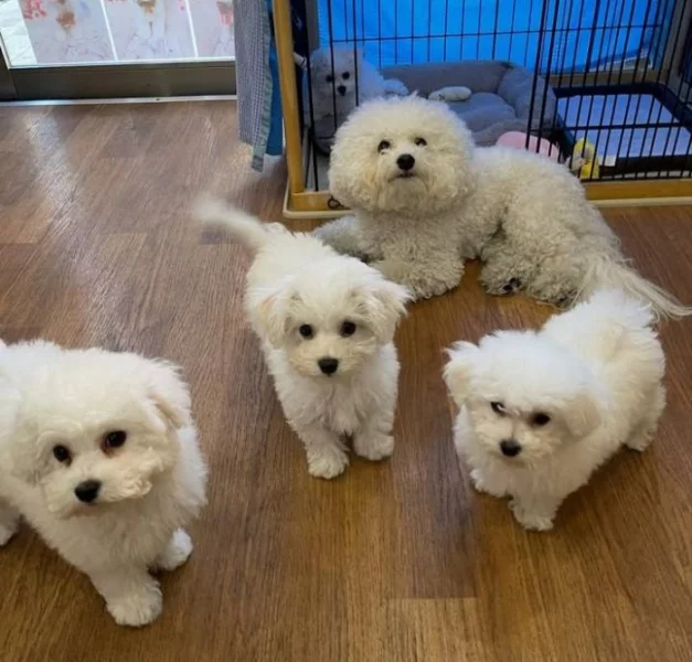 Prodám štěňata bišonka.