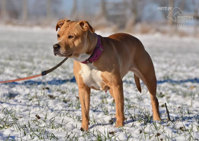 Darujeme opuštěnou fenu AST