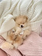 K dispozici Pomeranian k prodeji