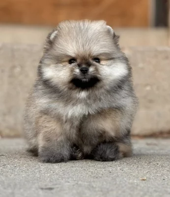 K dispozici Pomeranian k prodeji