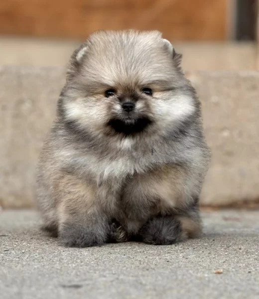 K dispozici Pomeranian k prodeji