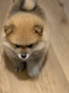 K dispozici Pomeranian k prodeji