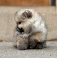 K dispozici Pomeranian k prodeji