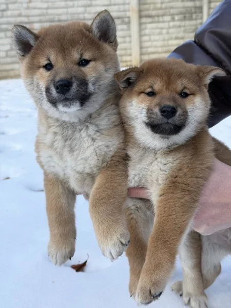 Shiba Inu z PP