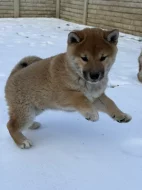 Shiba Inu z PP