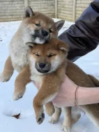Shiba Inu z PP