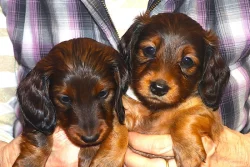 Štěňátka - jezevčík trpasličí dlouhosrstý