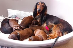 Štěňátka - jezevčík trpasličí dlouhosrstý