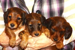 Štěňátka - jezevčík trpasličí dlouhosrstý