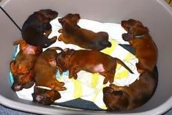 Štěňátka - jezevčík trpasličí dlouhosrstý