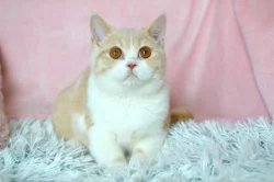 Britský kocourek Rendl s PP