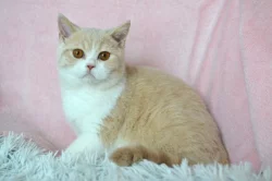 Britský kocourek Rendl s PP