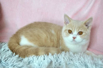 Britský kocourek Rendl s PP