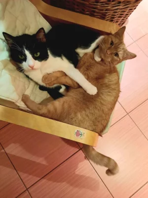 Dva parťáci kteří se milují a milují společnost člověka