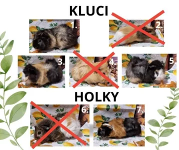 Morčátka na prodej