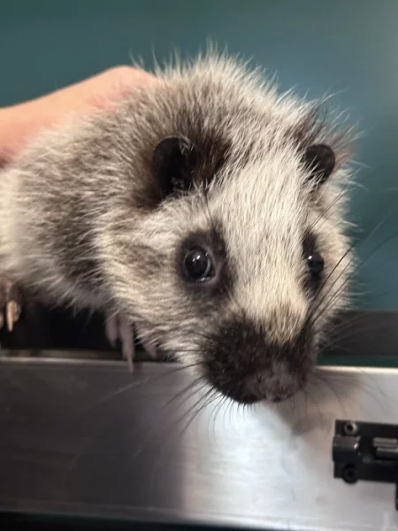 Prodám velemyš obláčkovou