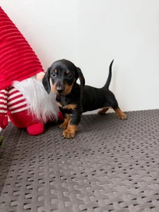 Jezevčík hladkosrstý trpasličí bez PP