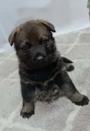 Německý ovčák s PP štěňata