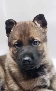 Německý ovčák s PP štěňata