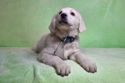 Slovenský čuvač - fenky s PP