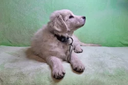 Slovenský čuvač - fenky s PP