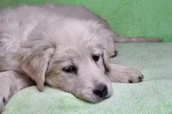 Slovenský čuvač - fenky s PP