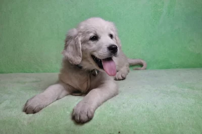 Slovenský čuvač - fenky s PP