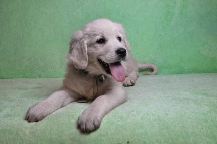 Slovenský čuvač - fenky s PP