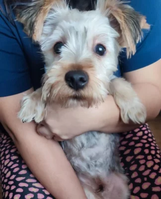 Jorkšírský teriér štěně pejsek Bez PP