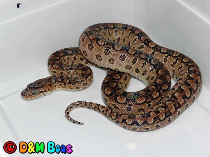 Epicrates cenchria alvarezi CB 5/2024