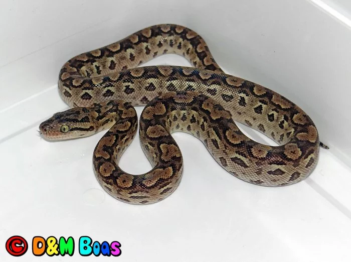 Epicrates cenchria alvarezi CB 5/2025