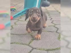 Jezevčík hladkosrstý trpasličí