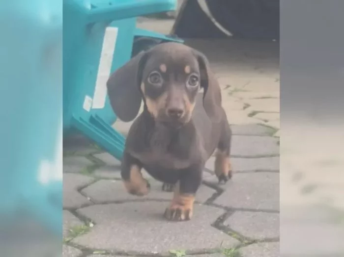 Jezevčík hladkosrstý trpasličí