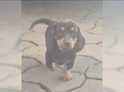 Jezevčík hladkosrstý trpasličí