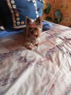 Fenka Yorkshire teriér