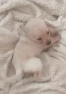 Krásná štěňátka kříženci labradora