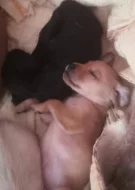 Krásná štěňátka kříženci labradora