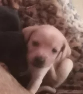 Krásná štěňátka kříženci labradora
