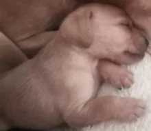 Krásná štěňátka kříženci labradora