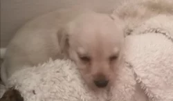 Krásná štěňátka kříženci labradora