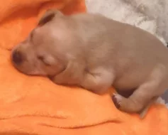 Krásná štěňátka kříženci labradora