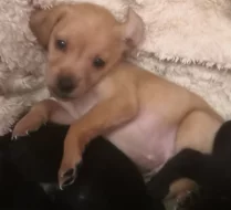 Krásná štěňátka kříženci labradora